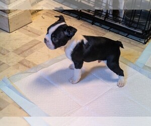 Boston Terrier Puppy for sale in EDEN, NC, USA