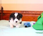 Small #4 Pembroke Welsh Corgi