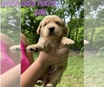 Puppy Dark Purple Golden Retriever