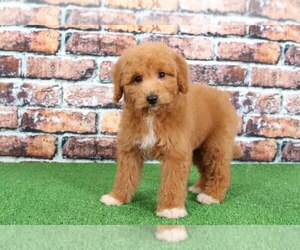 Goldendoodle Puppy for sale in BEL AIR, MD, USA