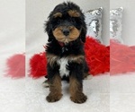 Small Photo #1 Bernedoodle (Miniature) Puppy For Sale in BULLARD, TX, USA