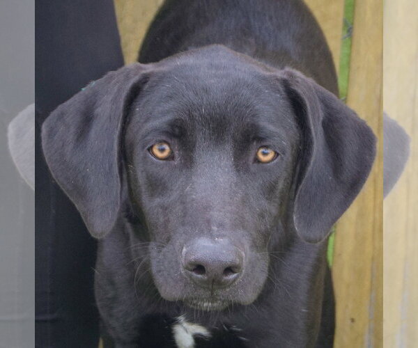 Medium Photo #1 Unknown-Weimaraner Mix Puppy For Sale in Huntley, IL, USA