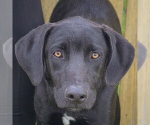 Unknown-Weimaraner Mix Dogs for adoption in Huntley, IL, USA