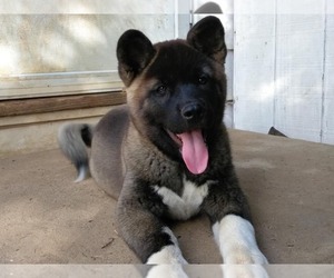 Akita Puppy for sale in MOUNT WASHINGTON, KY, USA