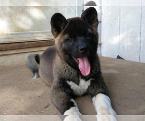 Medium Akita