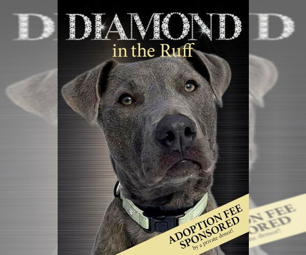 Medium Photo #1 Mutt Puppy For Sale in Rockaway, NJ, USA