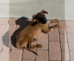 Small #1 Mutt
