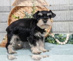 Small Photo #28 Schnauzer (Miniature) Puppy For Sale in BALTIC, OH, USA