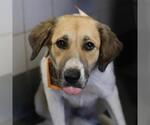 COUNTESS FLUFFULA - Female Great Pyrenees-Unknown Mix Dog for Adoption - Small photo