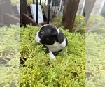Small #2 Boston Terrier