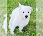 Small #4 German Shepherd Dog