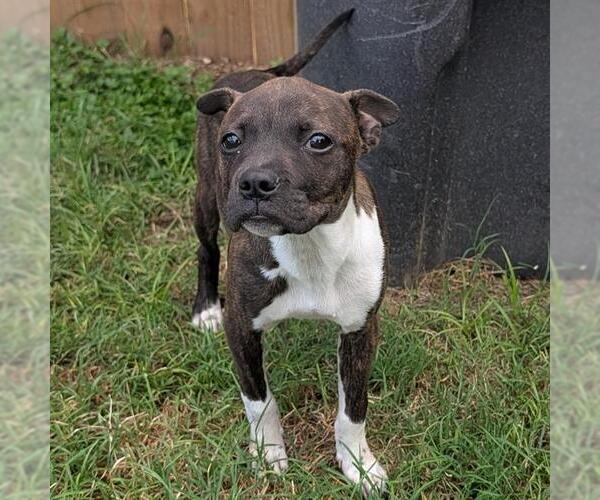 Medium Photo #1 American Staffordshire Terrier Puppy For Sale in San Antonio, TX, USA
