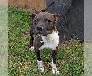 American Staffordshire Terrier Dogs for adoption in San Antonio, TX, USA