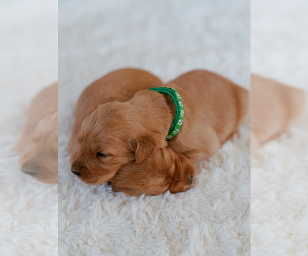 Medium Photo #10 Golden Retriever Puppy For Sale in REDDING, CA, USA