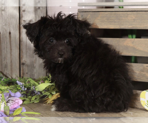 Yo-Chon Puppy for sale in MOUNT VERNON, OH, USA