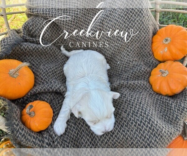 Medium Photo #5 Havanese Puppy For Sale in NIANGUA, MO, USA