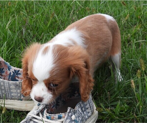 Medium Photo #10 Cavalier King Charles Spaniel Puppy For Sale in CARLISLE, KY, USA