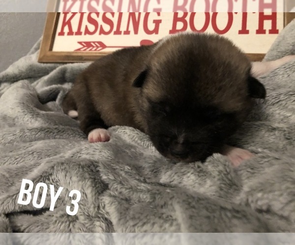 Medium Photo #6 Akita Puppy For Sale in PAMPA, TX, USA