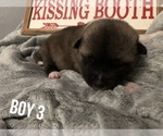 Small Photo #6 Akita Puppy For Sale in PAMPA, TX, USA
