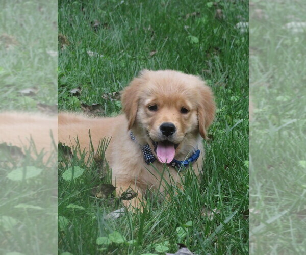 Medium Photo #15 Golden Retriever Puppy For Sale in MECHANICSVILLE, MD, USA