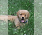 Small #14 Golden Retriever