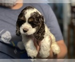 Small Photo #1 Cocker Spaniel Puppy For Sale in COLBERT, GA, USA