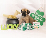 Puppy 9 Cane Corso