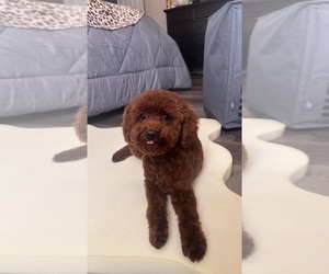 Poodle (Toy) Puppy for sale in SAINT LOUIS, MO, USA