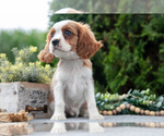 Puppy Cody Cavalier King Charles Spaniel