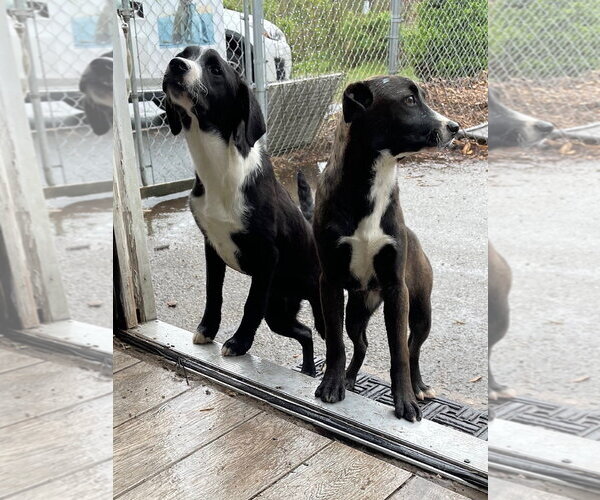 Medium Photo #2 Labrador Retriever Puppy For Sale in Bloomingdale, NJ, USA