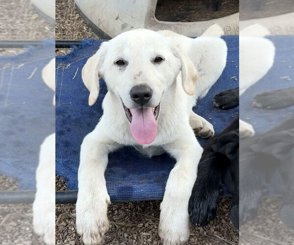 Medium Photo #1 Labrenees Puppy For Sale in Bolivar, MO, USA