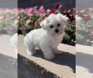 Maltese Puppy for sale in CANOGA, NY, USA