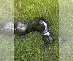 Small #1 Mutt