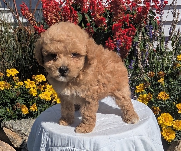 Medium Photo #3 Goldendoodle (Miniature) Puppy For Sale in GOSHEN, IN, USA