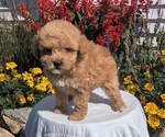 Small #2 Goldendoodle (Miniature)