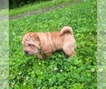 Small #1 Chinese Shar-Pei