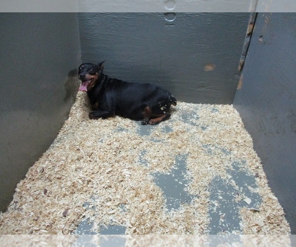 Medium Photo #2 Miniature Pinscher Puppy For Sale in CARROLLTON, GA, USA
