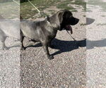 Small #1 Mastiff Mix