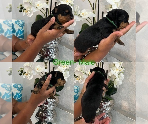 Medium Photo #24 Rottweiler Puppy For Sale in FORT WORTH, TX, USA