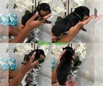 Small Photo #24 Rottweiler Puppy For Sale in FORT WORTH, TX, USA