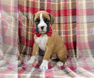 Boxer Puppy for sale in KIRKWOOD, PA, USA