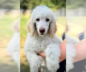 Poodle (Standard) Puppy for sale in COTTONTOWN, TN, USA