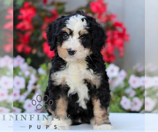 Medium Photo #1 Bernedoodle (Miniature) Puppy For Sale in LITITZ, PA, USA
