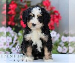 Small Bernedoodle (Miniature)