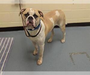 American Bulldog Dogs for adoption in Denver, CO, USA