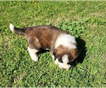 Small #4 Saint Bernard