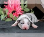 Puppy Cami Australian Shepherd