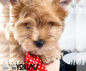 Yorkshire Terrier Puppy for sale in KELLER, TX, USA