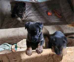 German Shepherd Dog Litter for sale in UNIONTOWN, PA, USA
