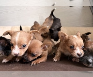 Chihuahua Litter for sale in SAN ANTONIO, TX, USA